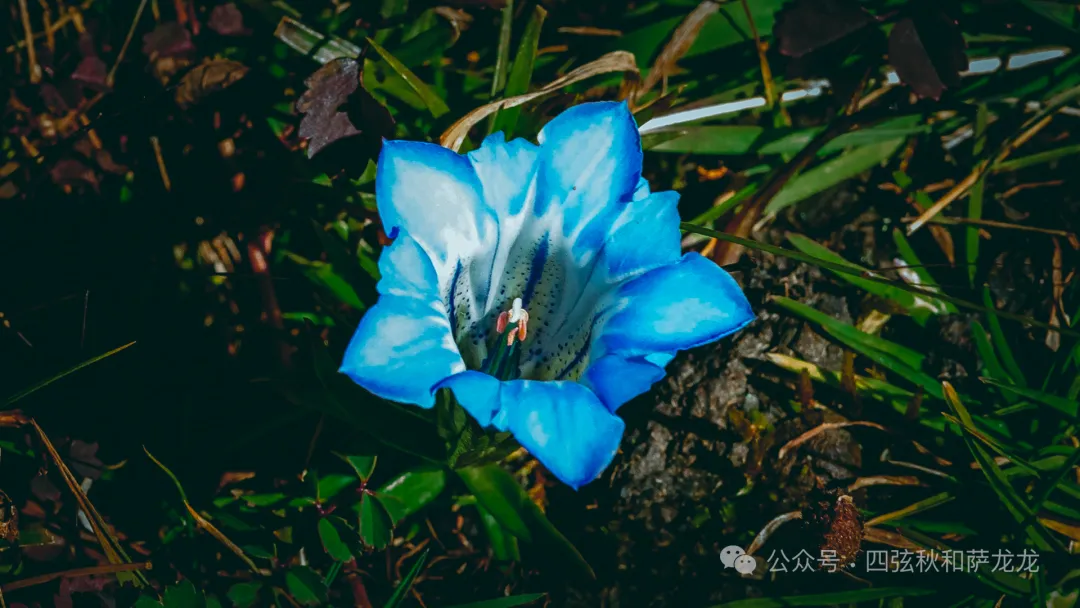大小花甸坝的秋色——大理苍山深处的人间仙境徒步秘境 - 第32张