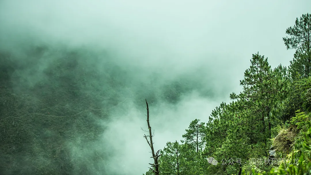 花甸坝：大理苍山深处的高山草甸徒步避暑胜地 - 第15张