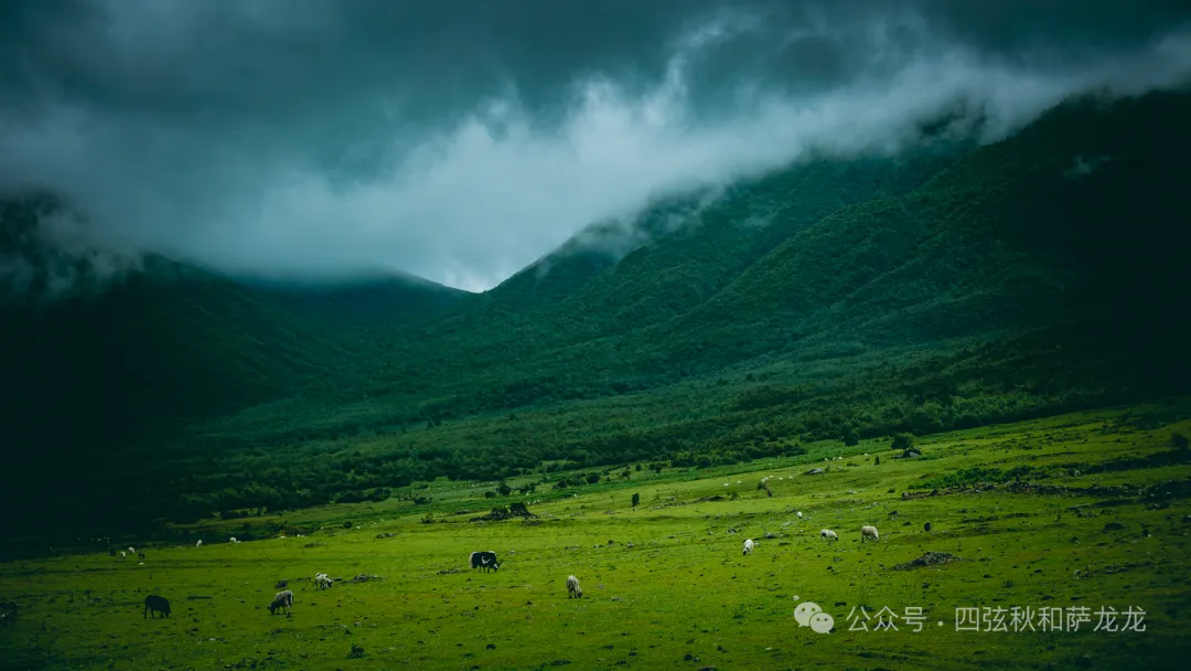 花甸坝：大理苍山深处的高山草甸徒步避暑胜地 - 第2张
