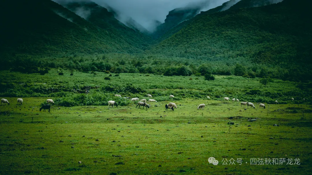 花甸坝：大理苍山深处的高山草甸徒步避暑胜地 - 第3张