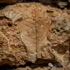 云南红河州石屏县蓝花楹尽头的化石村