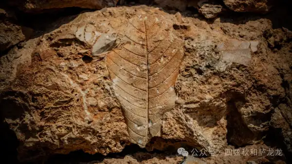 云南红河州石屏县蓝花楹尽头的化石村