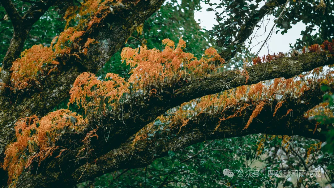 巍宝山：彝族祭祖圣地和中国道教名山 - 第32张