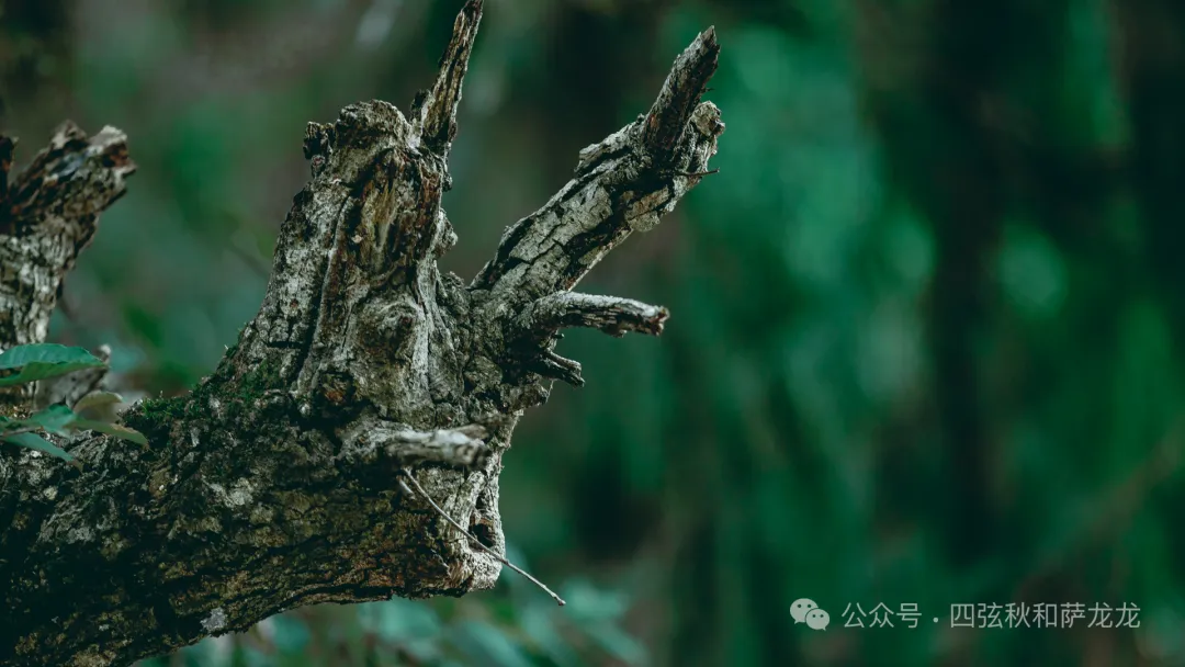 巍宝山：彝族祭祖圣地和中国道教名山 - 第37张