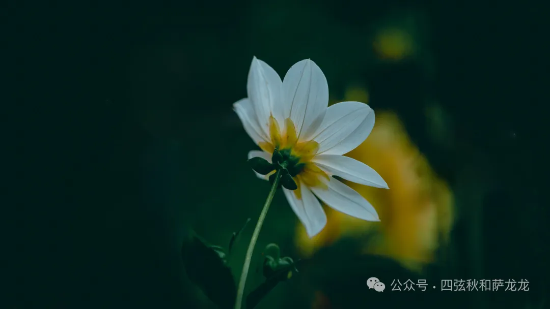 大理巍山苍鹭谷：集自然风景、户外活动、亲子研学于一体的牧场营地 - 第23张