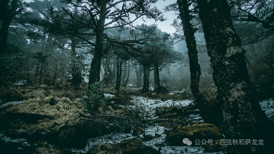 两次徒步大理苍山小岑峰,1天内领略苍山春夏秋冬的绝美风景 - 第37张