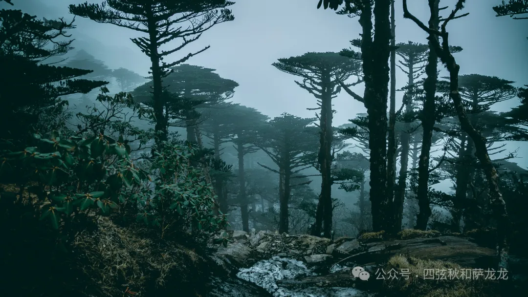 两次徒步大理苍山小岑峰，1天内领略苍山春夏秋冬的绝美风景 - 第38张