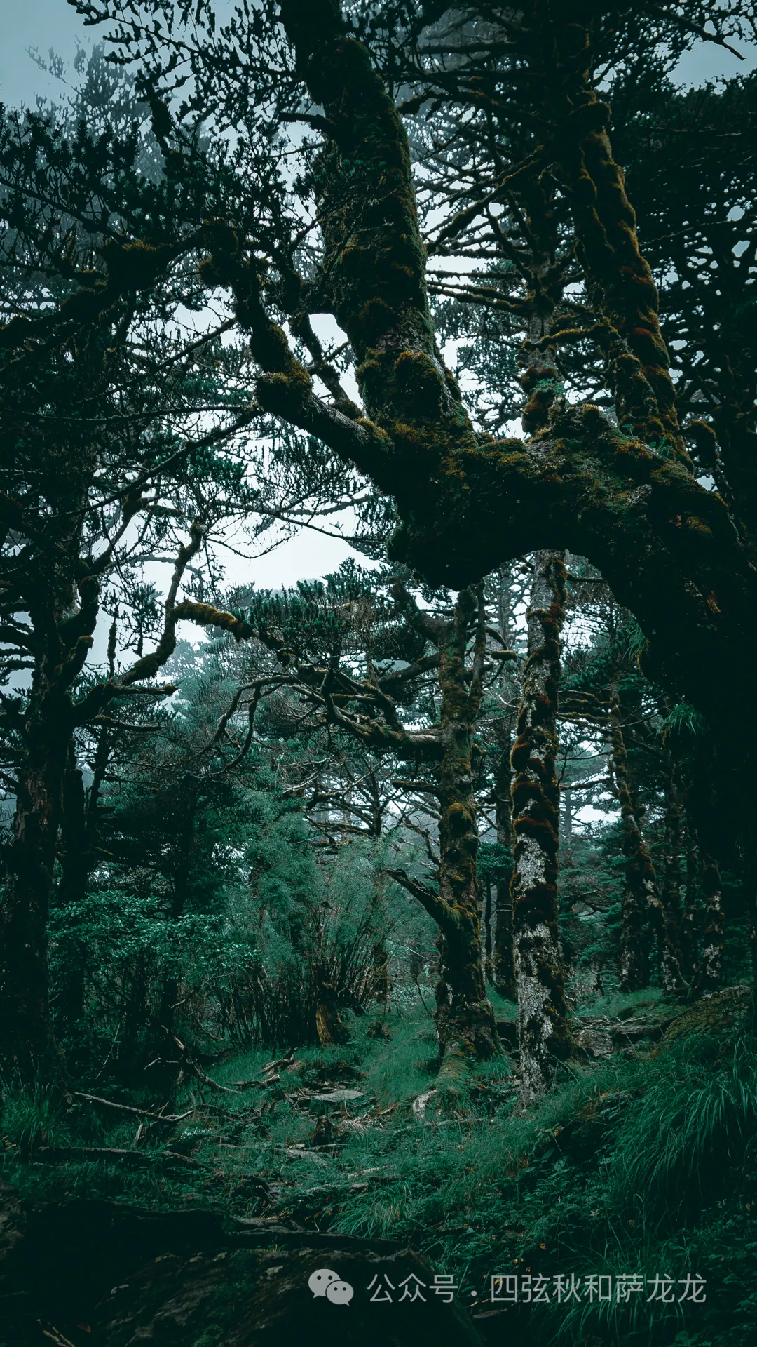 两次徒步大理苍山小岑峰，1天内领略苍山春夏秋冬的绝美风景 - 第6张