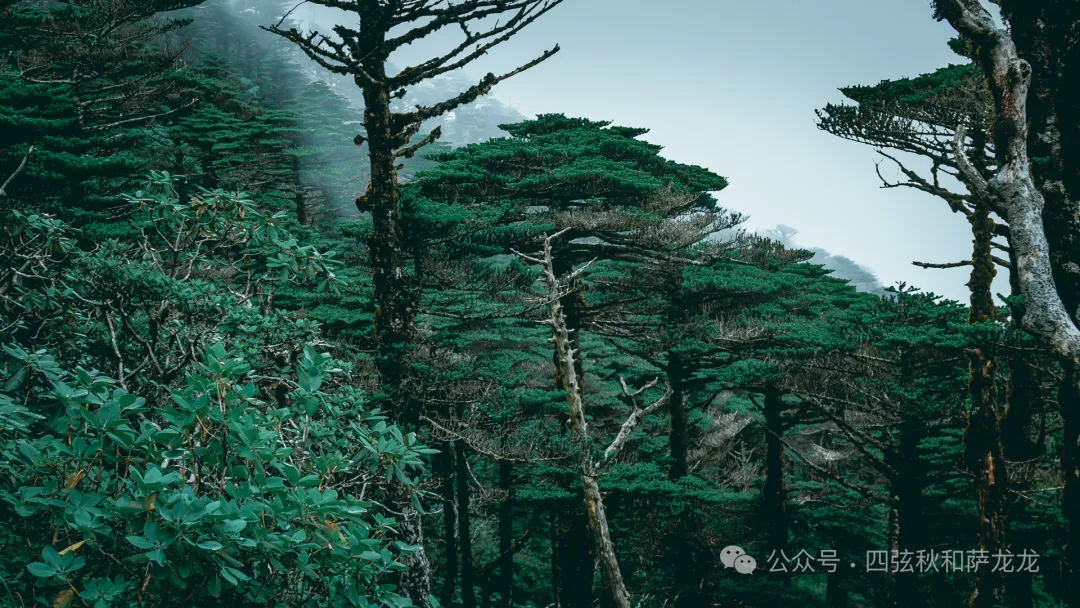 两次徒步大理苍山小岑峰,1天内领略苍山春夏秋冬的绝美风景 - 第8张