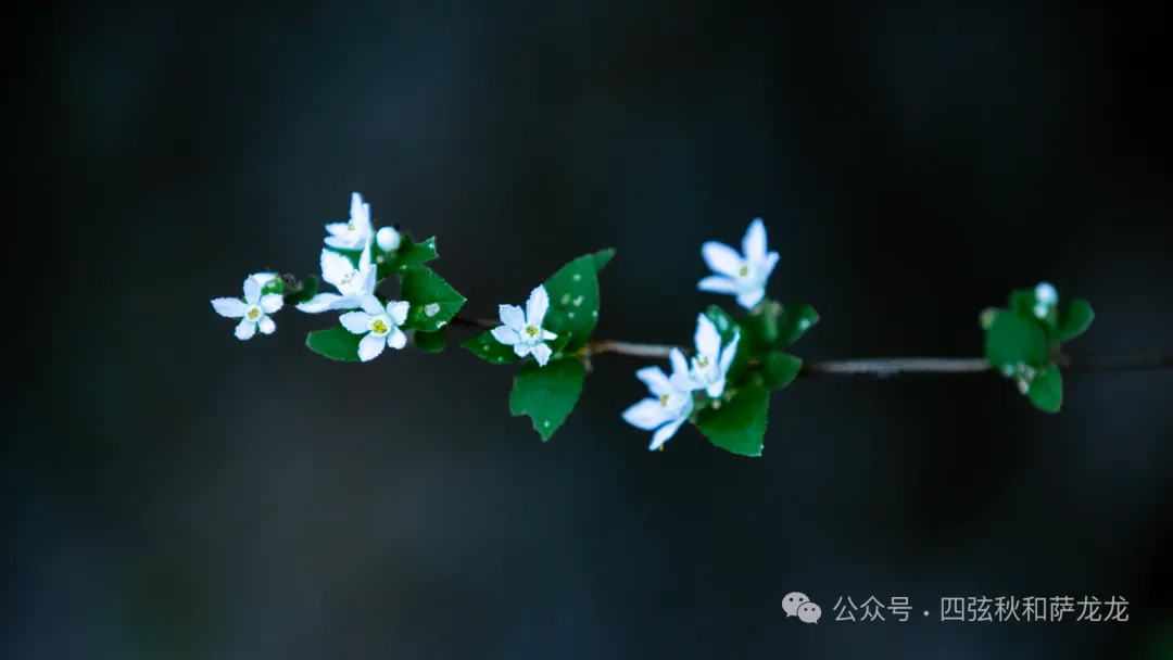 诗和远方的家园:大理巍山火山村的浓情端午 - 第17张