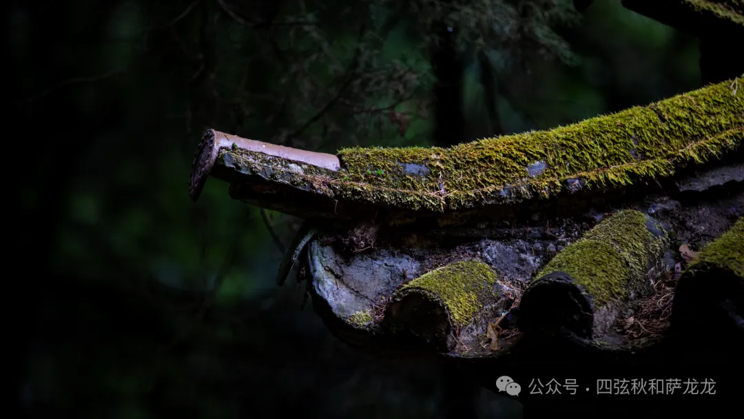 旅居巍山的第499天|雨中徒步巍宝山沉浸在治愈系原始丛林 - 第12张