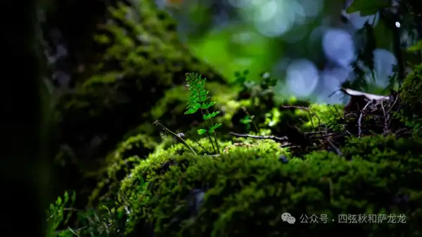 旅居巍山的第499天|雨中徒步巍宝山沉浸在治愈系原始丛林