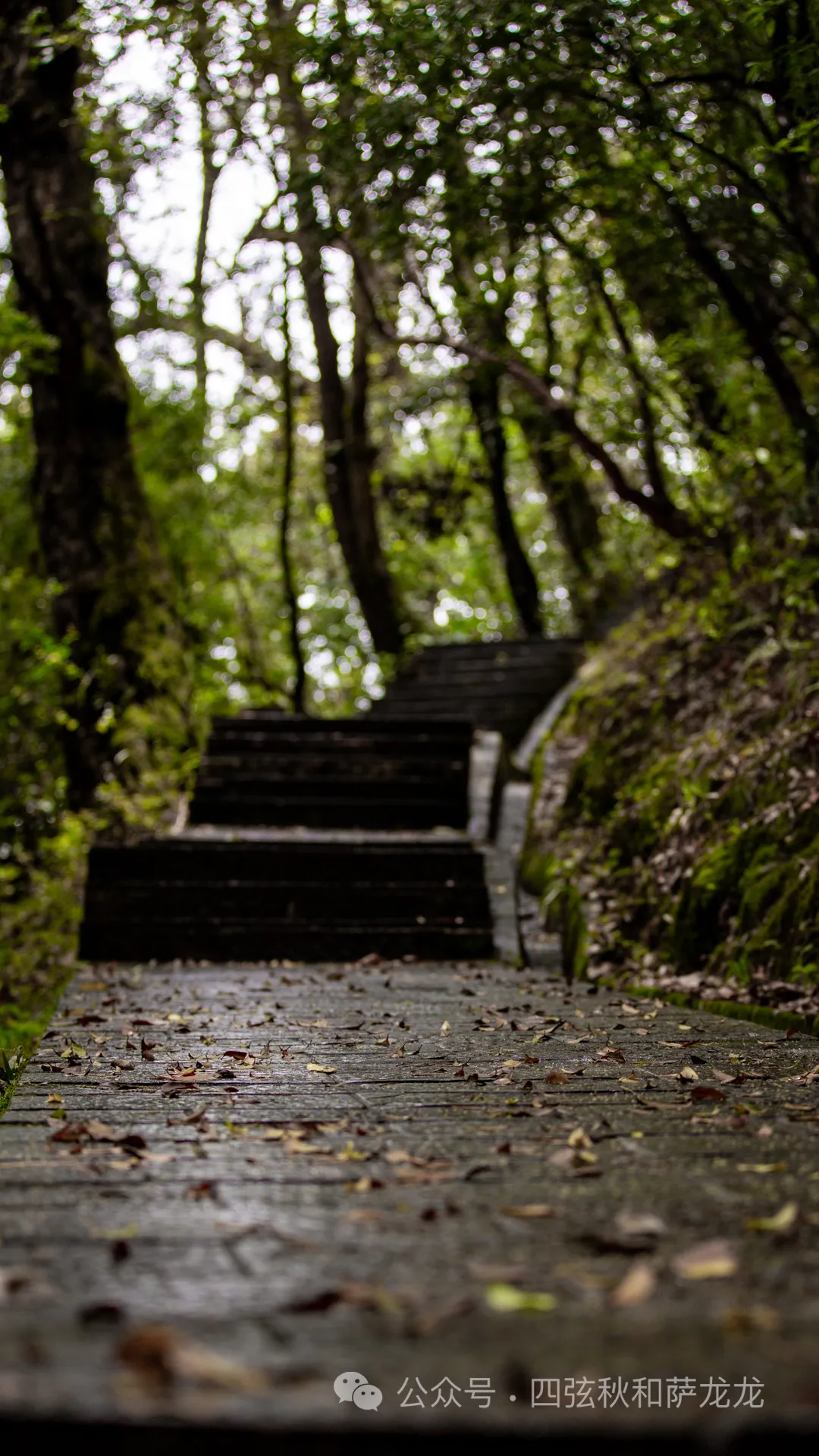 旅居巍山的第499天|雨中徒步巍宝山沉浸在治愈系原始丛林 - 第17张
