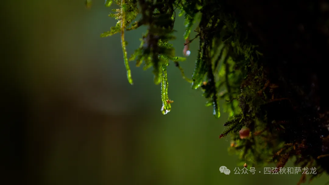 旅居巍山的第499天|雨中徒步巍宝山沉浸在治愈系原始丛林 - 第25张