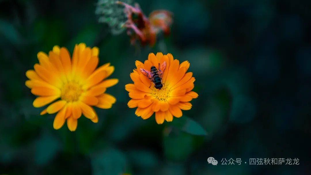 旅居巍山的第499天|雨中徒步巍宝山沉浸在治愈系原始丛林 - 第39张