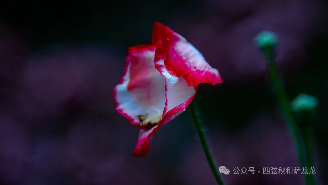 旅居巍山的第499天|雨中徒步巍宝山沉浸在治愈系原始丛林 - 第40张