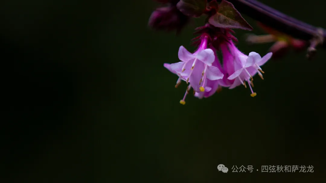 旅居巍山的第499天|雨中徒步巍宝山沉浸在治愈系原始丛林 - 第42张