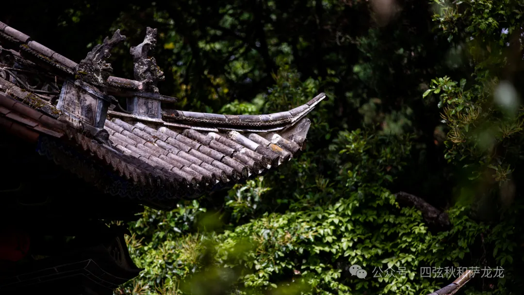 旅居巍山的第499天|雨中徒步巍宝山沉浸在治愈系原始丛林 - 第46张