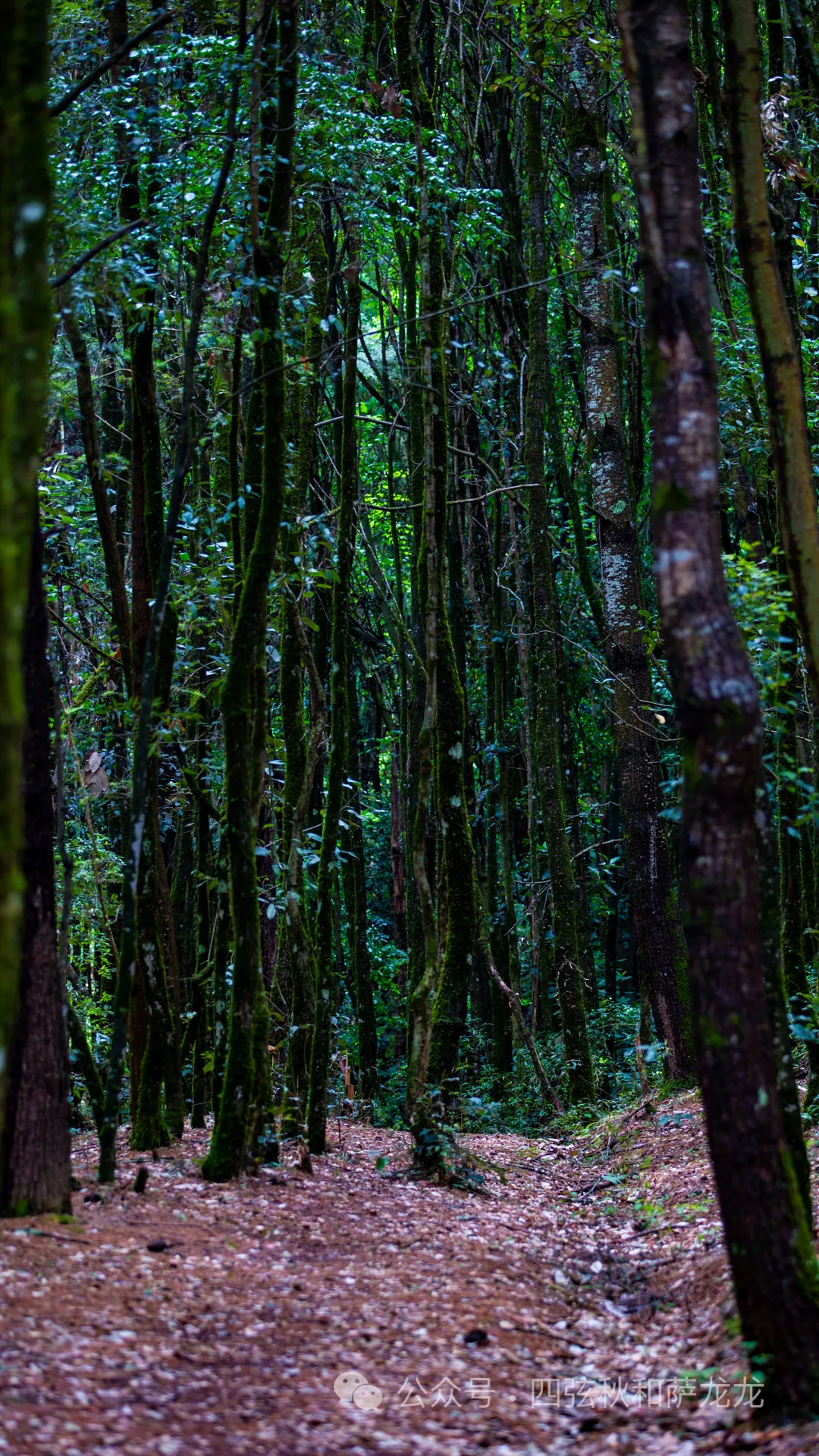 旅居巍山的第499天|雨中徒步巍宝山沉浸在治愈系原始丛林 - 第5张