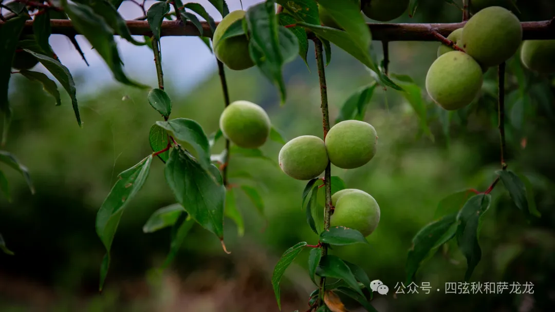 端午节除了逛巍山古城，也可以来距古城15公里远的谷波罗听一曲田园牧歌 - 第15张