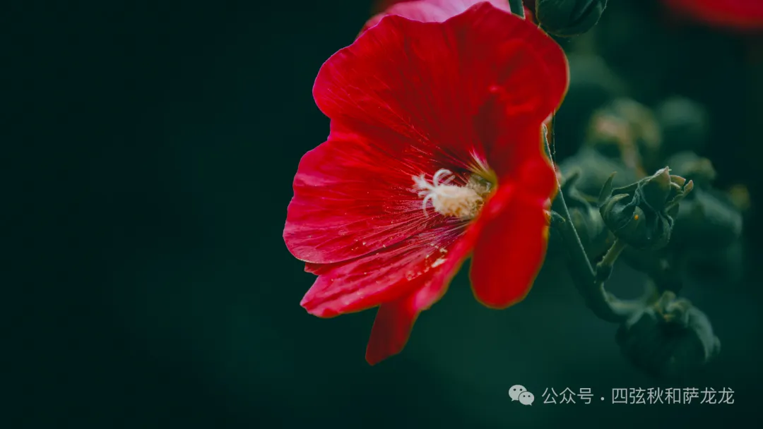 端午节除了逛巍山古城，也可以来距古城15公里远的谷波罗听一曲田园牧歌 - 第18张