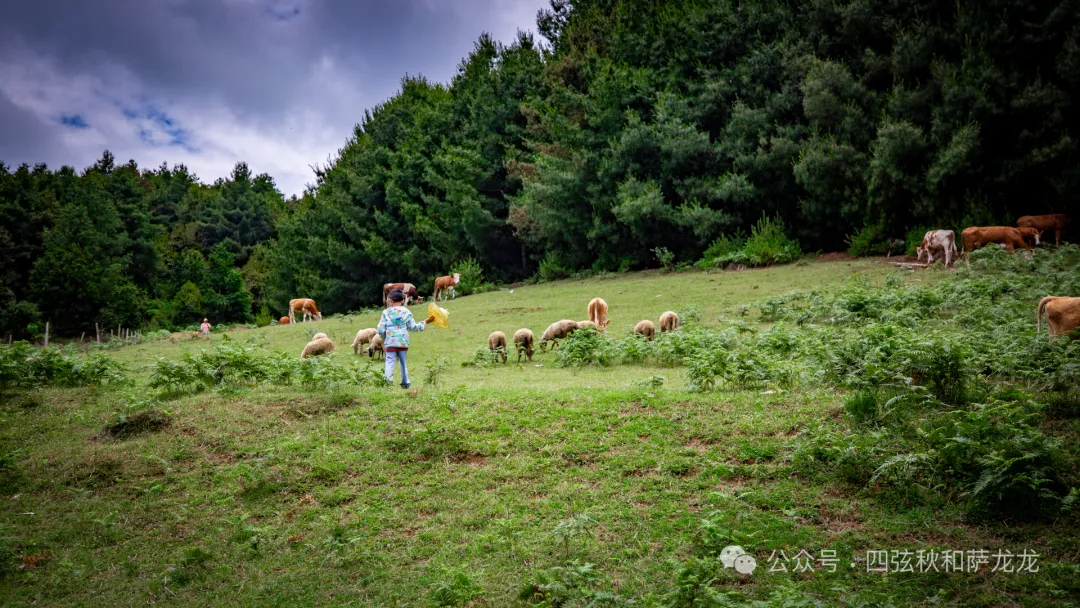 去大理巍山的这片高山草甸，吹吹阿勒泰里同款治愈系旷野的风 - 第10张