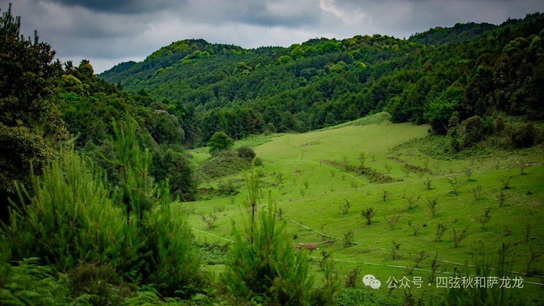 去大理巍山的这片高山草甸，吹吹阿勒泰里同款治愈系旷野的风 - 第12张