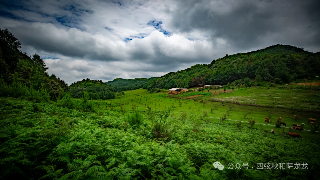 去大理巍山的这片高山草甸，吹吹阿勒泰里同款治愈系旷野的风 - 第14张