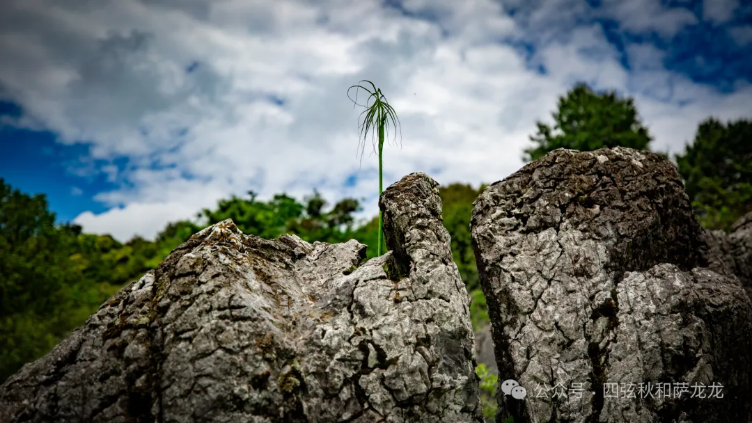 去大理巍山的这片高山草甸，吹吹阿勒泰里同款治愈系旷野的风 - 第27张