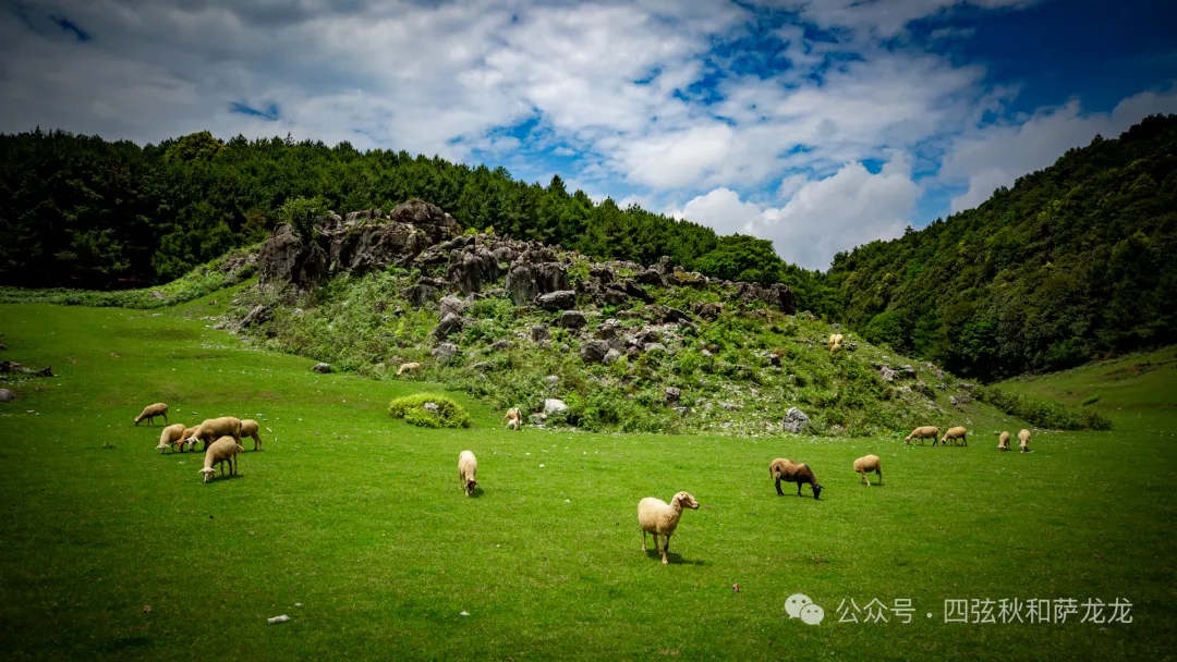 去大理巍山的这片高山草甸，吹吹阿勒泰里同款治愈系旷野的风 - 第31张