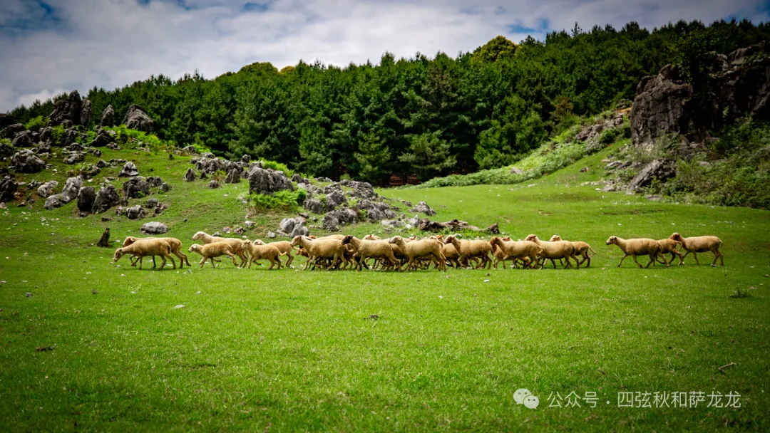去大理巍山的这片高山草甸，吹吹阿勒泰里同款治愈系旷野的风 - 第32张