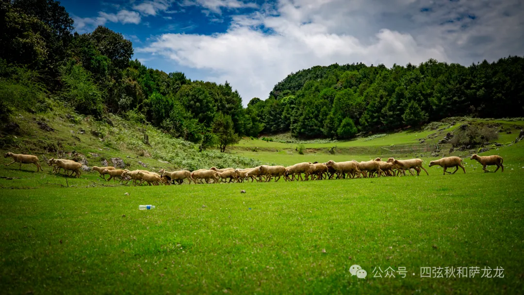 去大理巍山的这片高山草甸，吹吹阿勒泰里同款治愈系旷野的风 - 第33张