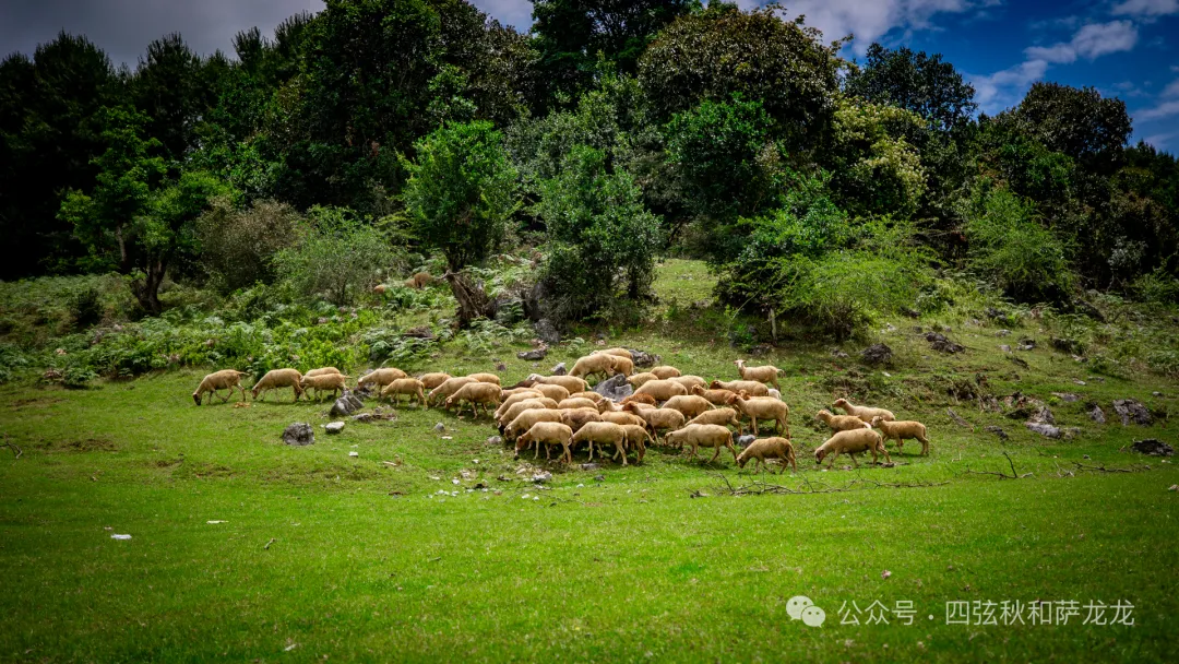 去大理巍山的这片高山草甸，吹吹阿勒泰里同款治愈系旷野的风 - 第34张
