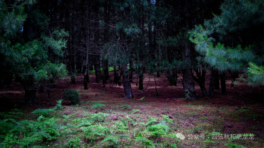 去大理巍山的这片高山草甸，吹吹阿勒泰里同款治愈系旷野的风 - 第49张