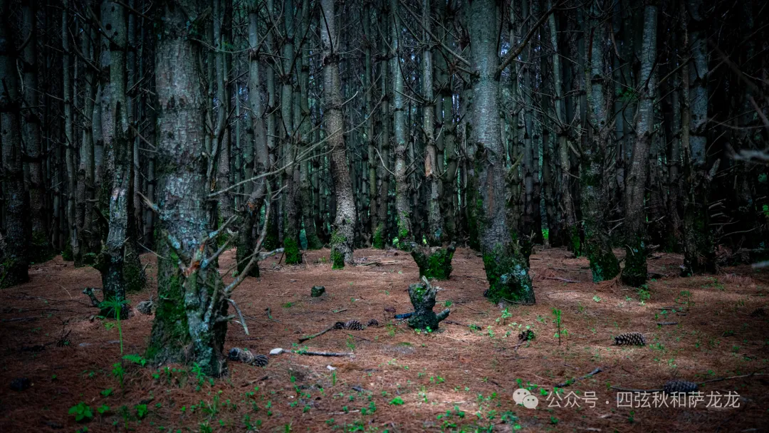 去大理巍山的这片高山草甸，吹吹阿勒泰里同款治愈系旷野的风 - 第50张