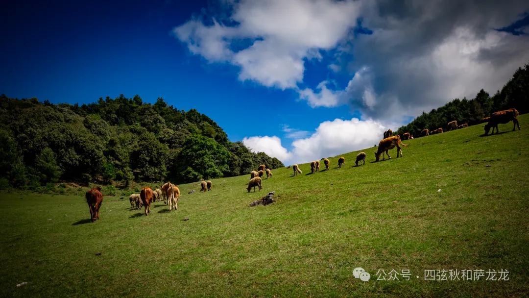 去大理巍山的这片高山草甸，吹吹阿勒泰里同款治愈系旷野的风 - 第51张