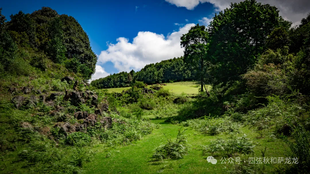 去大理巍山的这片高山草甸，吹吹阿勒泰里同款治愈系旷野的风 - 第55张