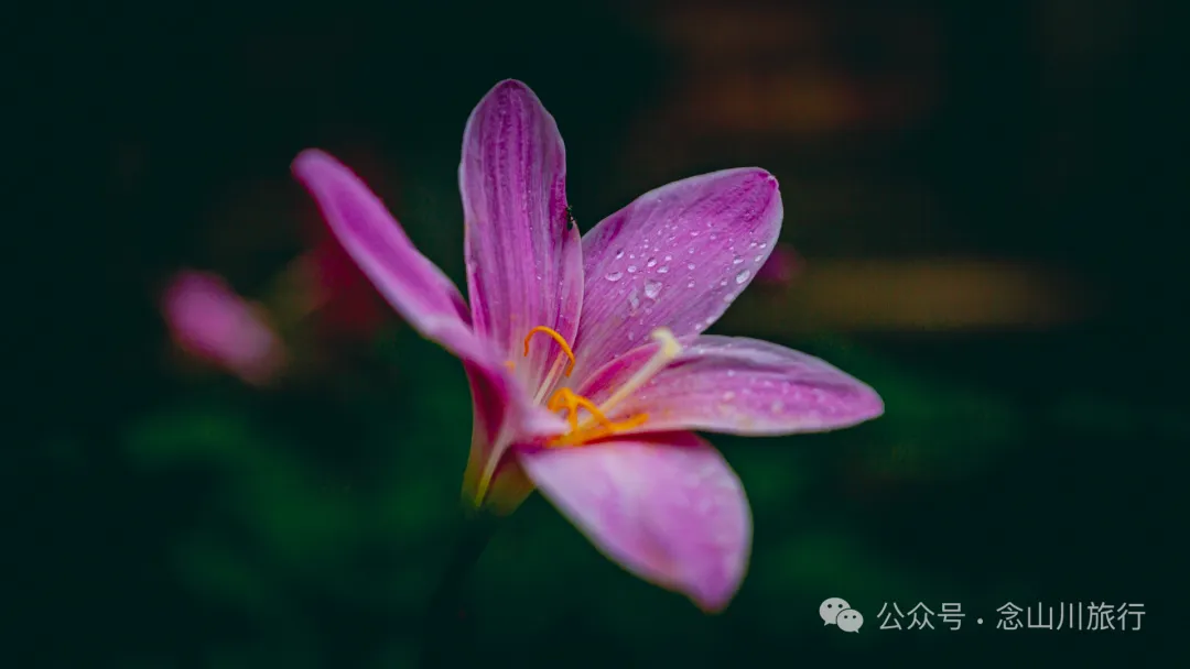 徒步大理苍山千年古刹无为寺，可礼佛吃斋，可寻幽探古，亦可访自然观自在 - 第20张