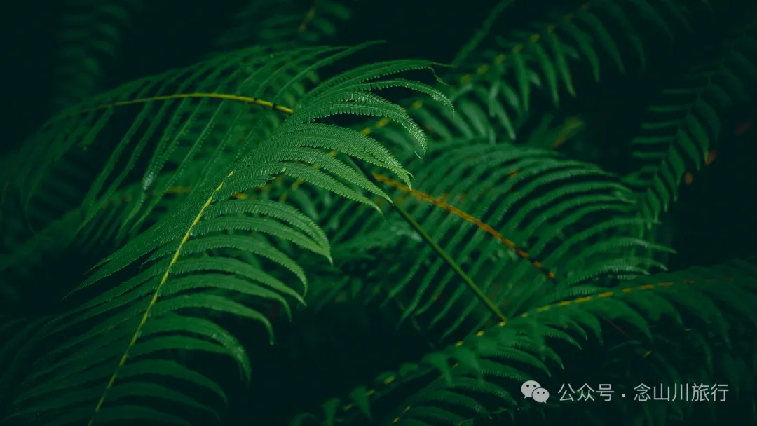 徒步大理苍山千年古刹无为寺，可礼佛吃斋，可寻幽探古，亦可访自然观自在 - 第21张
