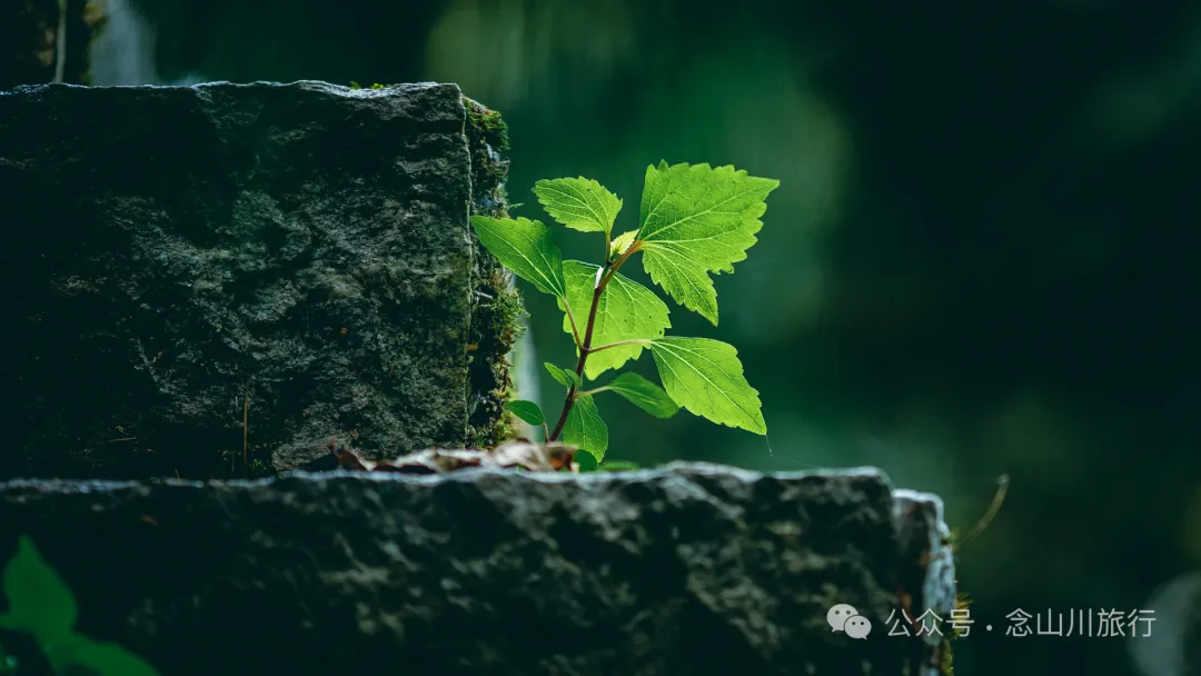徒步大理苍山千年古刹无为寺，可礼佛吃斋，可寻幽探古，亦可访自然观自在 - 第22张
