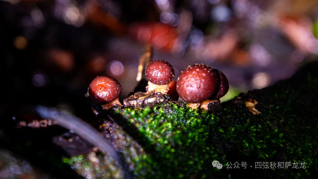雨季提前！第一批可食用野生蘑菇已经在云南人的餐桌上了 - 第1张