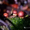 雨季提前!第一批可食用野生蘑菇已经在云南人的餐桌上了