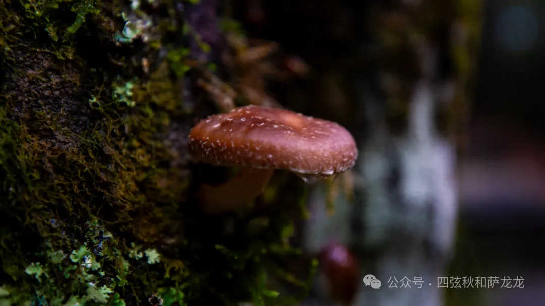 雨季提前！第一批可食用野生蘑菇已经在云南人的餐桌上了 - 第26张