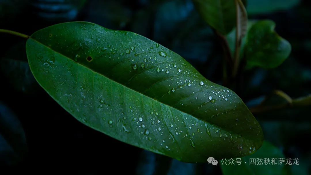雨季提前！第一批可食用野生蘑菇已经在云南人的餐桌上了 - 第5张