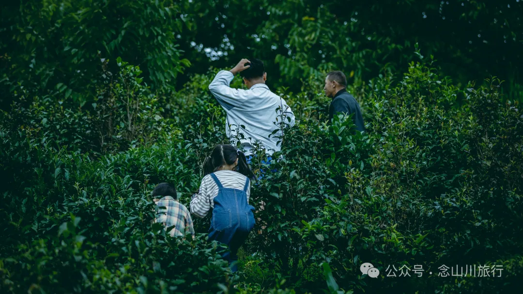 大理南涧无量山研学之旅：跟着老卜苴村50年的老茶农学习采制茶的心得 - 第1张