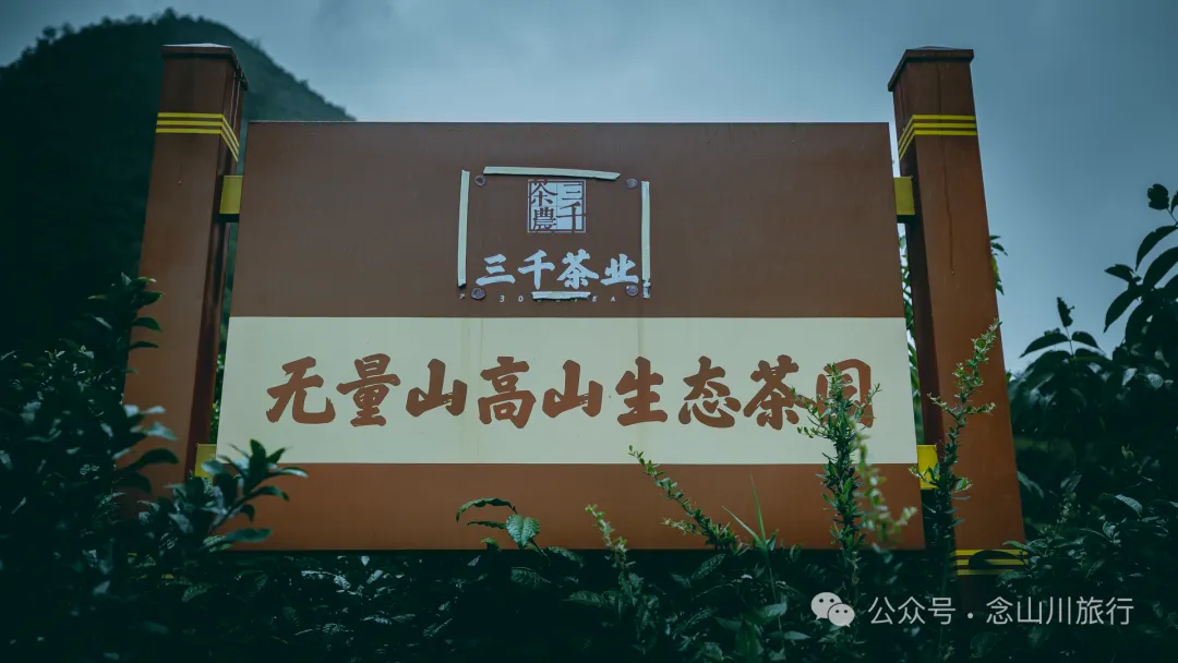 大理南涧无量山研学之旅：跟着老卜苴村50年的老茶农学习采制茶的心得 - 第11张