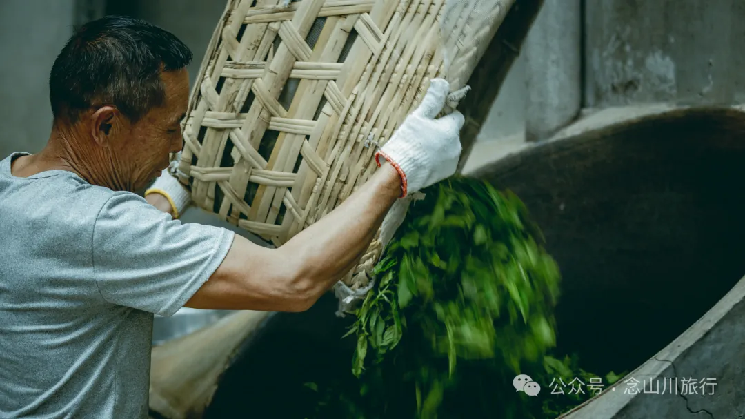 大理南涧无量山研学之旅：跟着老卜苴村50年的老茶农学习采制茶的心得 - 第17张