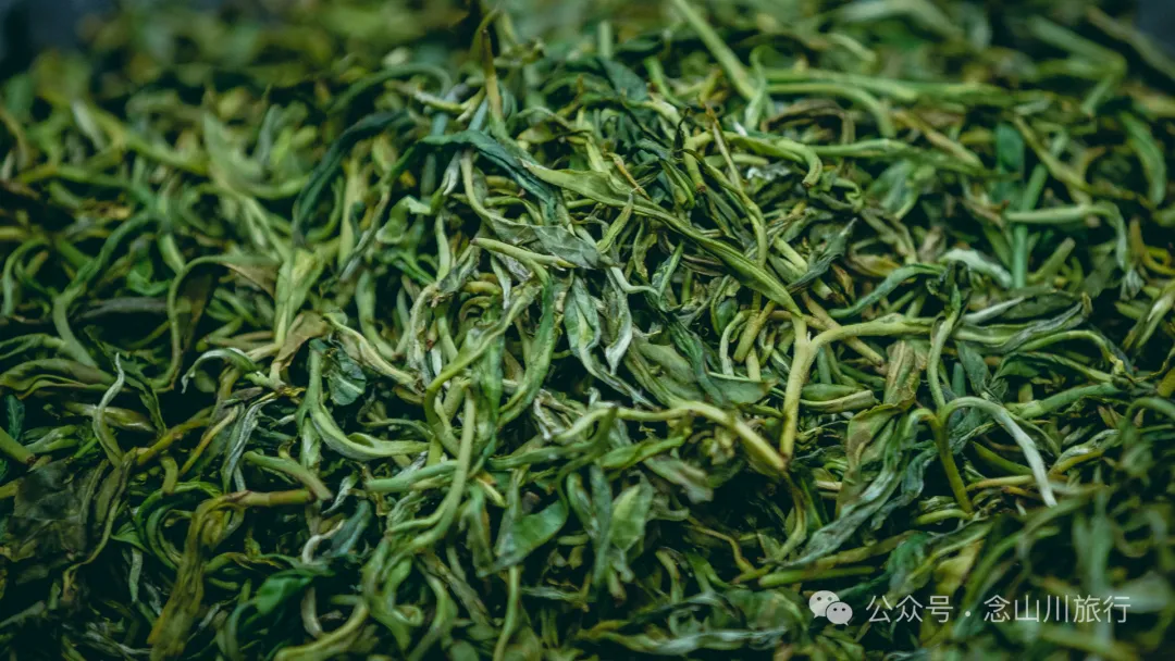 大理南涧无量山研学之旅：跟着老卜苴村50年的老茶农学习采制茶的心得 - 第24张