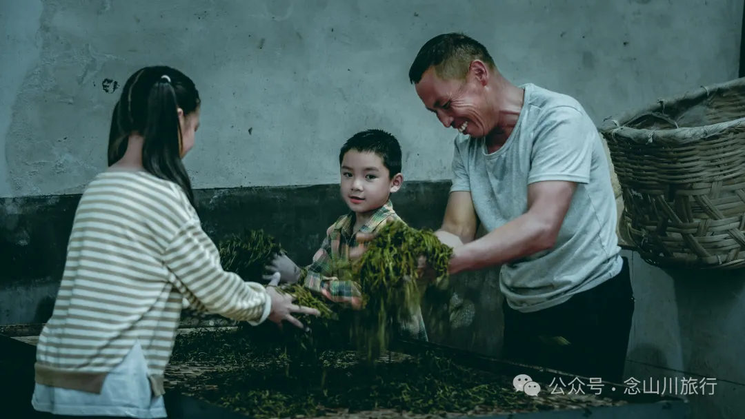 大理南涧无量山研学之旅：跟着老卜苴村50年的老茶农学习采制茶的心得 - 第25张