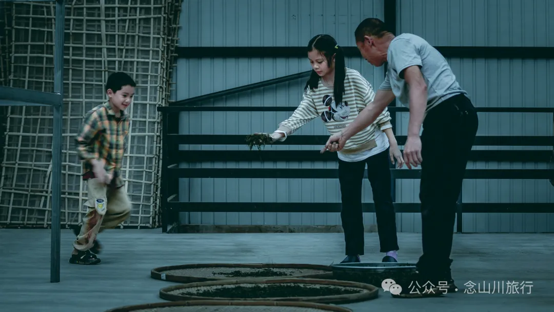 大理南涧无量山研学之旅：跟着老卜苴村50年的老茶农学习采制茶的心得 - 第28张